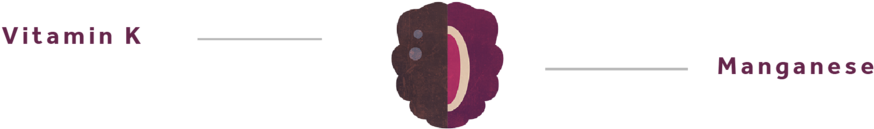 Blackberry-01 - Illustration (1000x563), Png Download