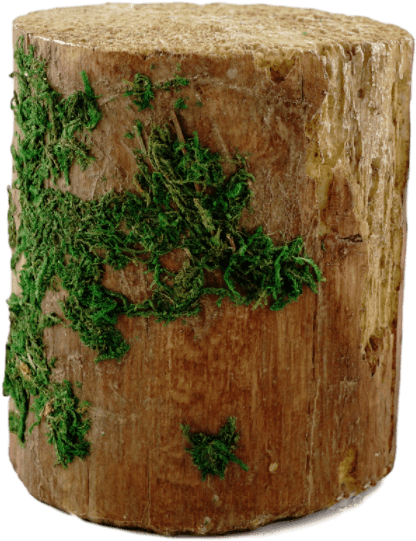 Decorative Tree Stump E - Tree Stump (800x800), Png Download