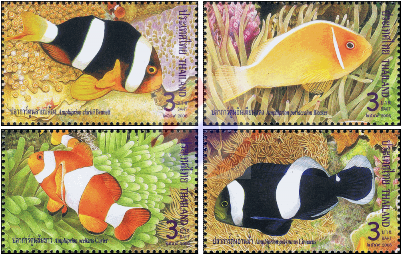 Coral Reef Fish (800x800), Png Download