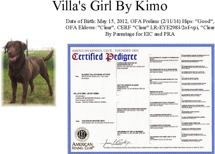 Lei Page - American Kennel Club (768x563), Png Download