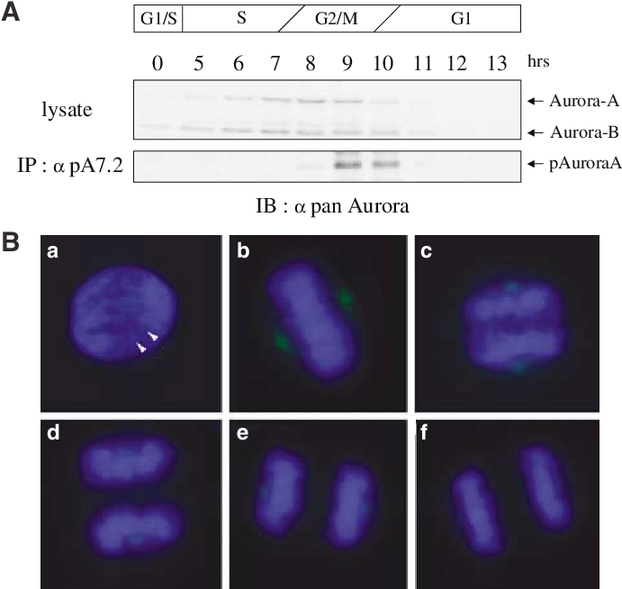 Restricted Thr288 Phosphorylation Of Human Aurora-a - Thymidine (690x660), Png Download