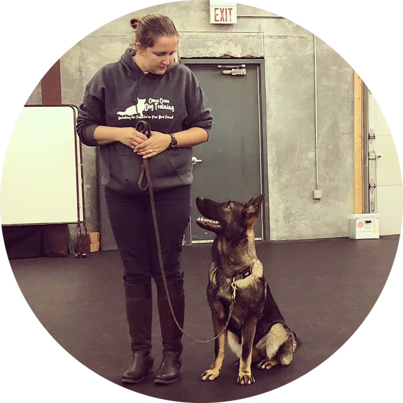 At Day School, Dogs Learn Even Faster With Skilled - Companion Dog (800x800), Png Download