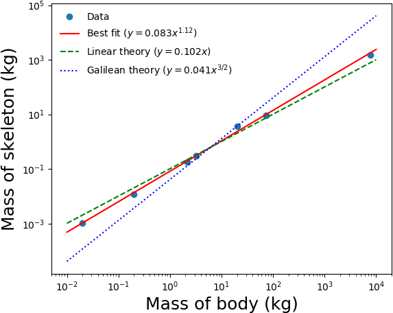 Plot Of Skeleton Masses As Animal Size Increases - Diagram (640x480), Png Download