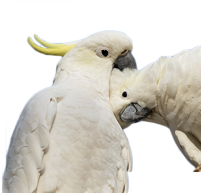 If - Sulphur-crested Cockatoo (1417x567), Png Download