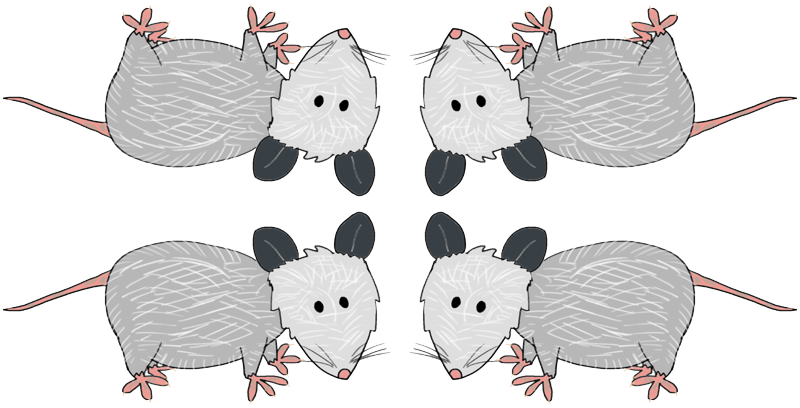Rat (800x408), Png Download