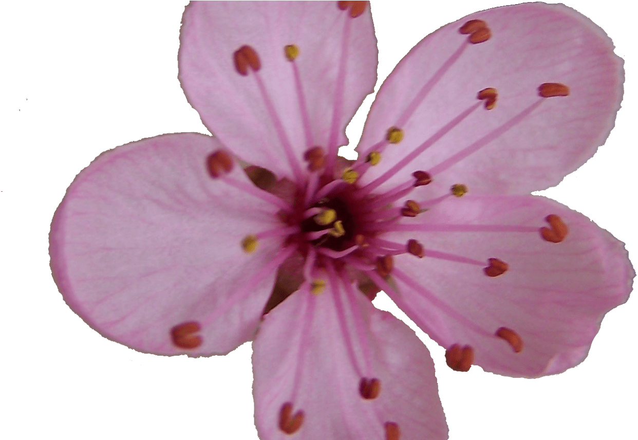 Sakura Blossom Clipart Plum Flower Pencil And In Color - Cherry Blossom Single Flower (1368x855), Png Download
