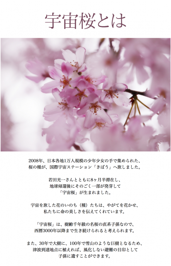 Three Grand Cherry Blossoms Of Japan きぼうの桜 Uchu Sakura - Cherry Tree (900x900), Png Download
