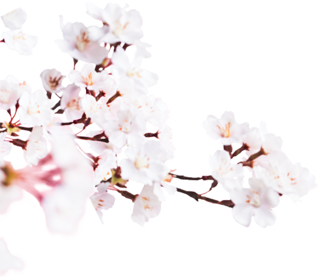 Image - Cherry Blossom (1064x922), Png Download