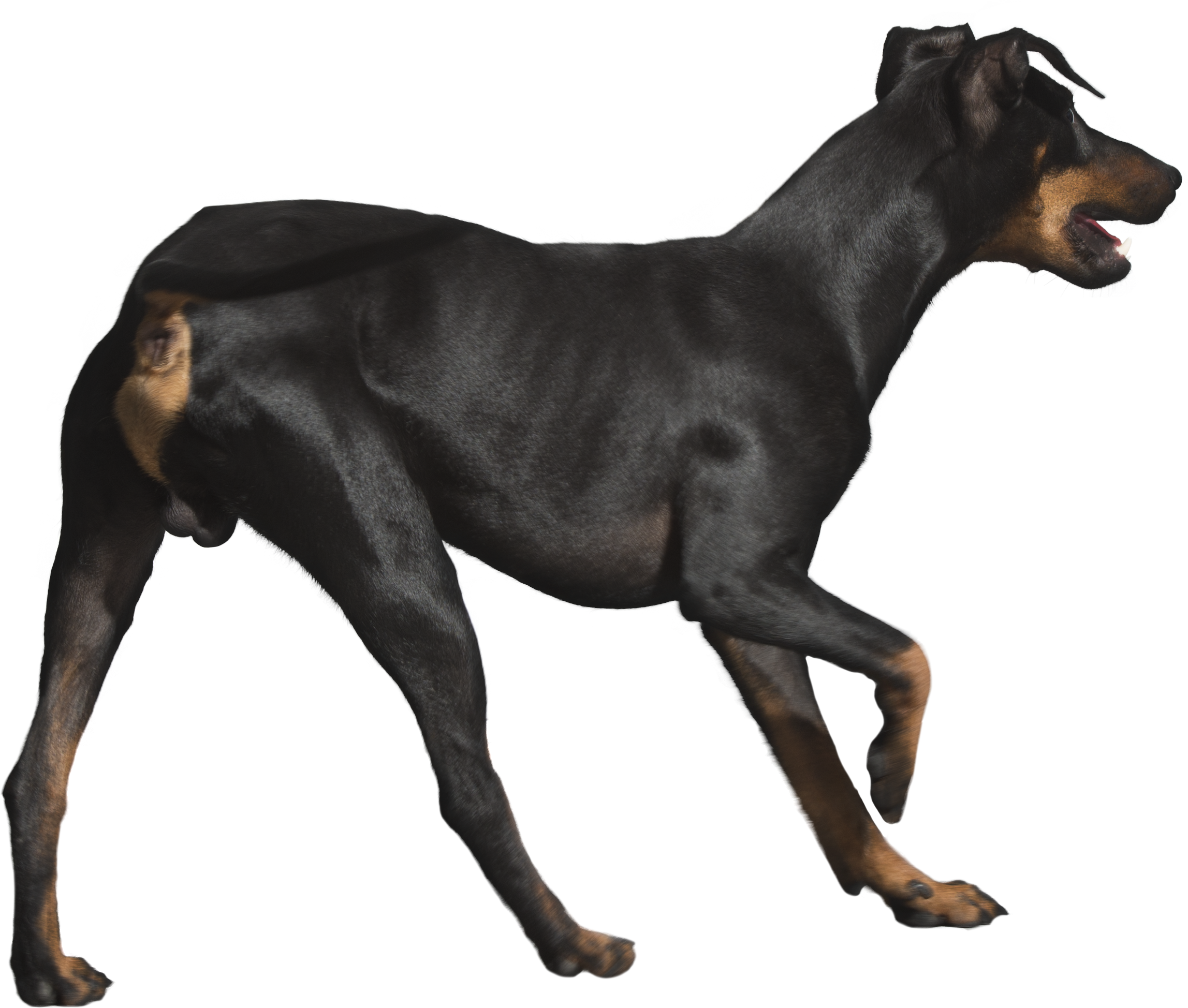 Rottweiler Png File - Dog (2295x1948), Png Download