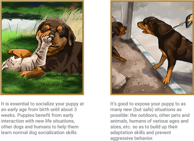 Rottweiler (662x534), Png Download