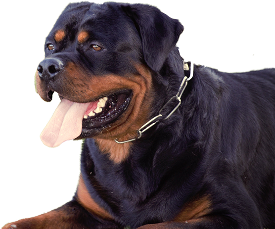 Www - Dkvrottweilers - Com - Dog Yawns (825x550), Png Download