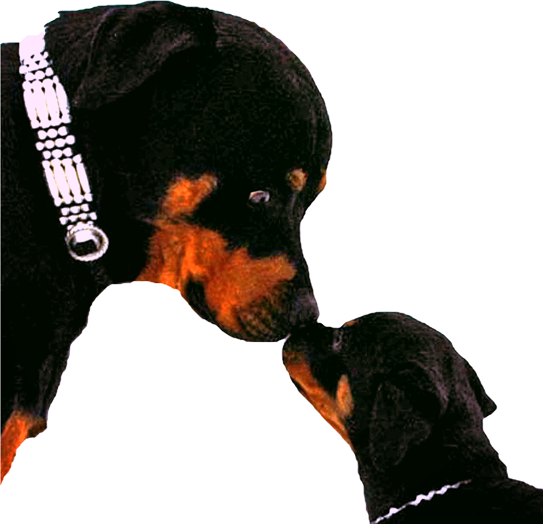 Dog Yawns (1088x1078), Png Download