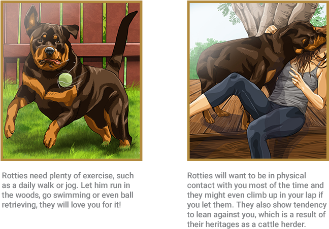 Rottweiler - Dog Rottweiler Royal (662x534), Png Download