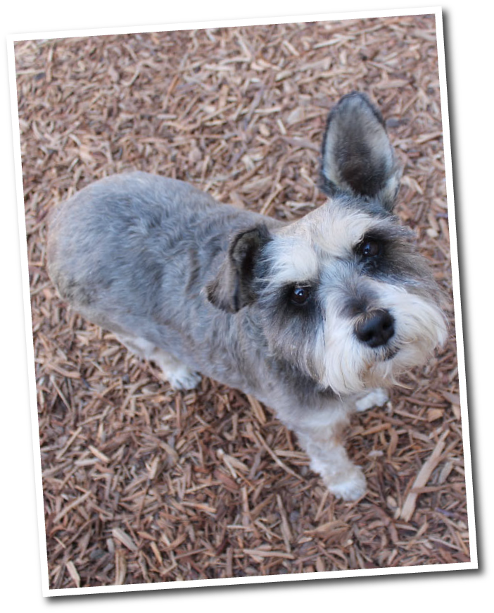 Funny Faces Dog Boarding In Fresno - Small Terrier (702x870), Png Download