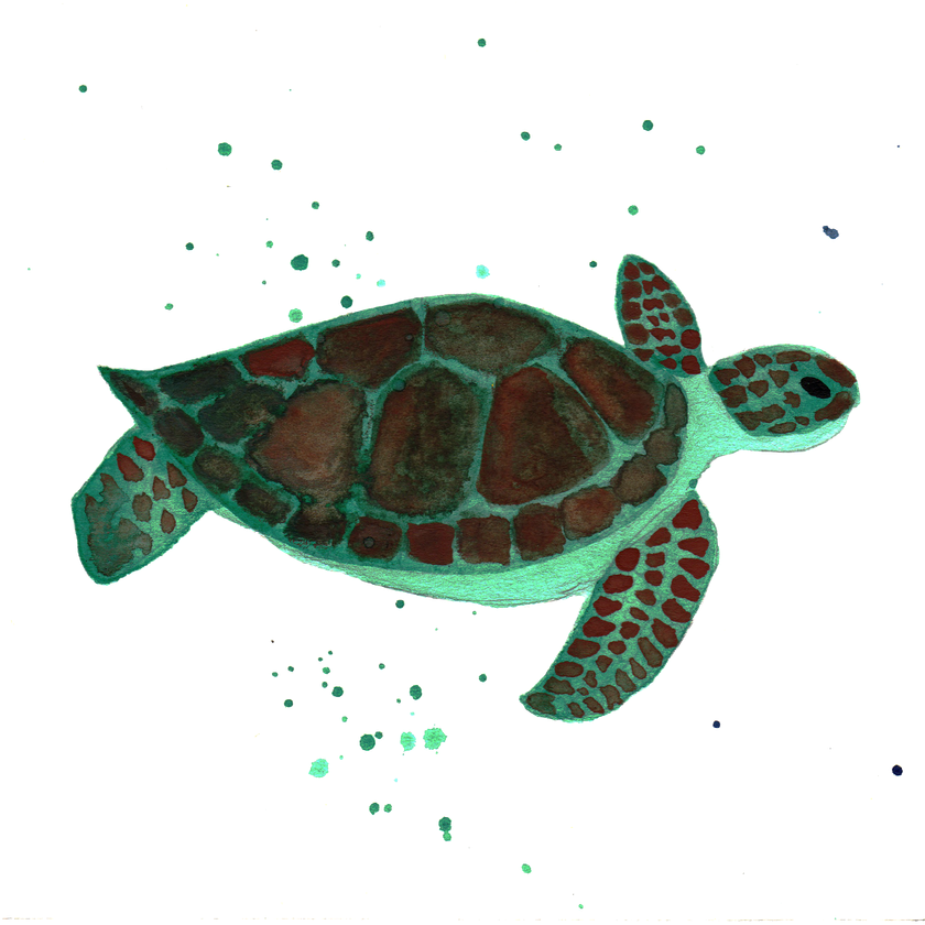 Turtle, Clip Art, Tortoise, Tortoise Turtle, Illustrations, - Kemp's Ridley Sea Turtle (840x840), Png Download