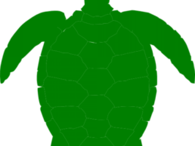 Sea Turtle Clipart Pond Turtle - Turtle (640x480), Png Download