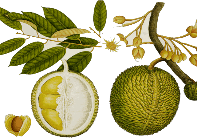 Durian Clipart Durian Tree - Jackfruit Png (640x480), Png Download