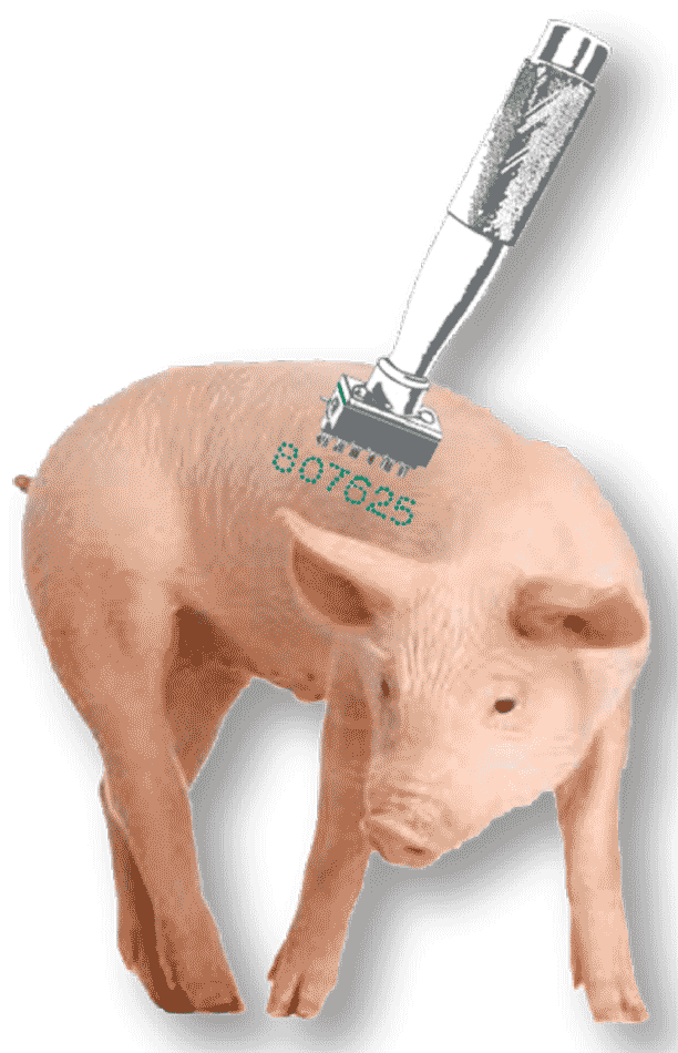 Baby Pig Body Tattoo Characters - Pig On White Background (612x950), Png Download