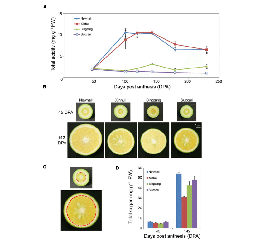 Acid And Sugar Metabolic Changes During Orange Fruit - Lemon Fruit Bud Development Stage (850x784), Png Download