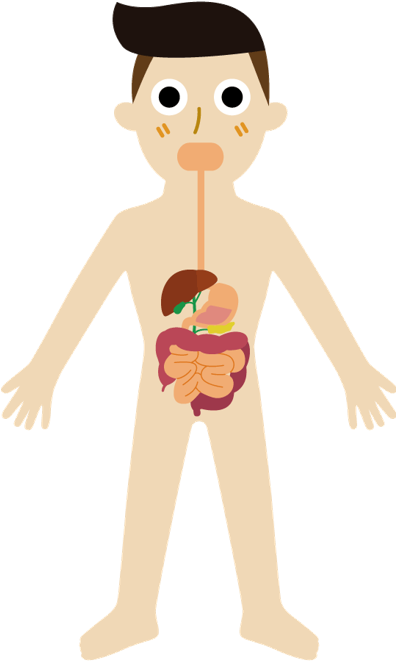 Digestive System In Cartoon (395x794), Png Download