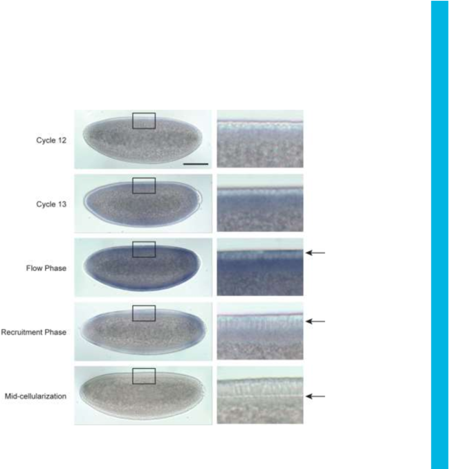 Dunk Is Transiently Transcribed At The Onset Of Cellularization - Airliner (850x677), Png Download