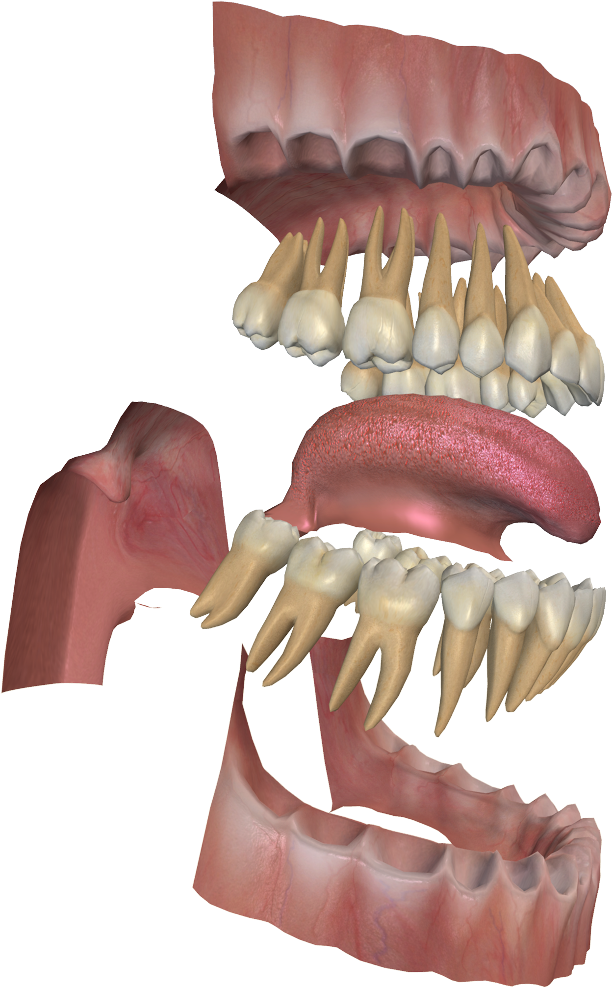 3d Digestive System Project - Bone (2048x2048), Png Download