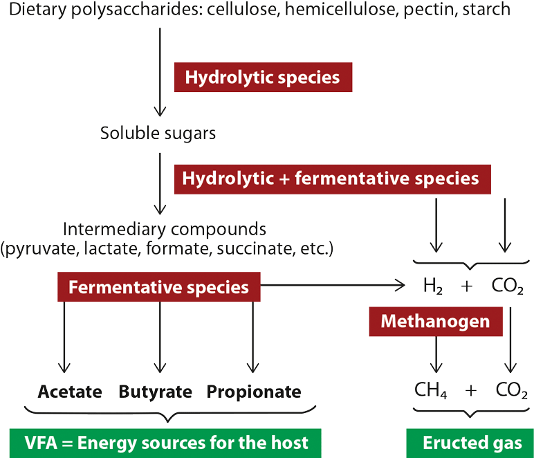 Rumen Fermentation - Carbohydrate Fermentation In The Rumen (800x687), Png Download