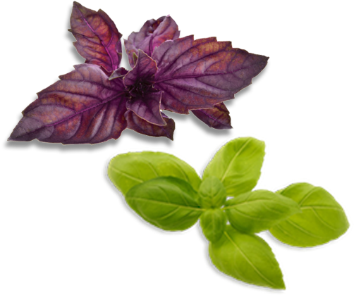 Basil Bundle - Basil (600x600), Png Download