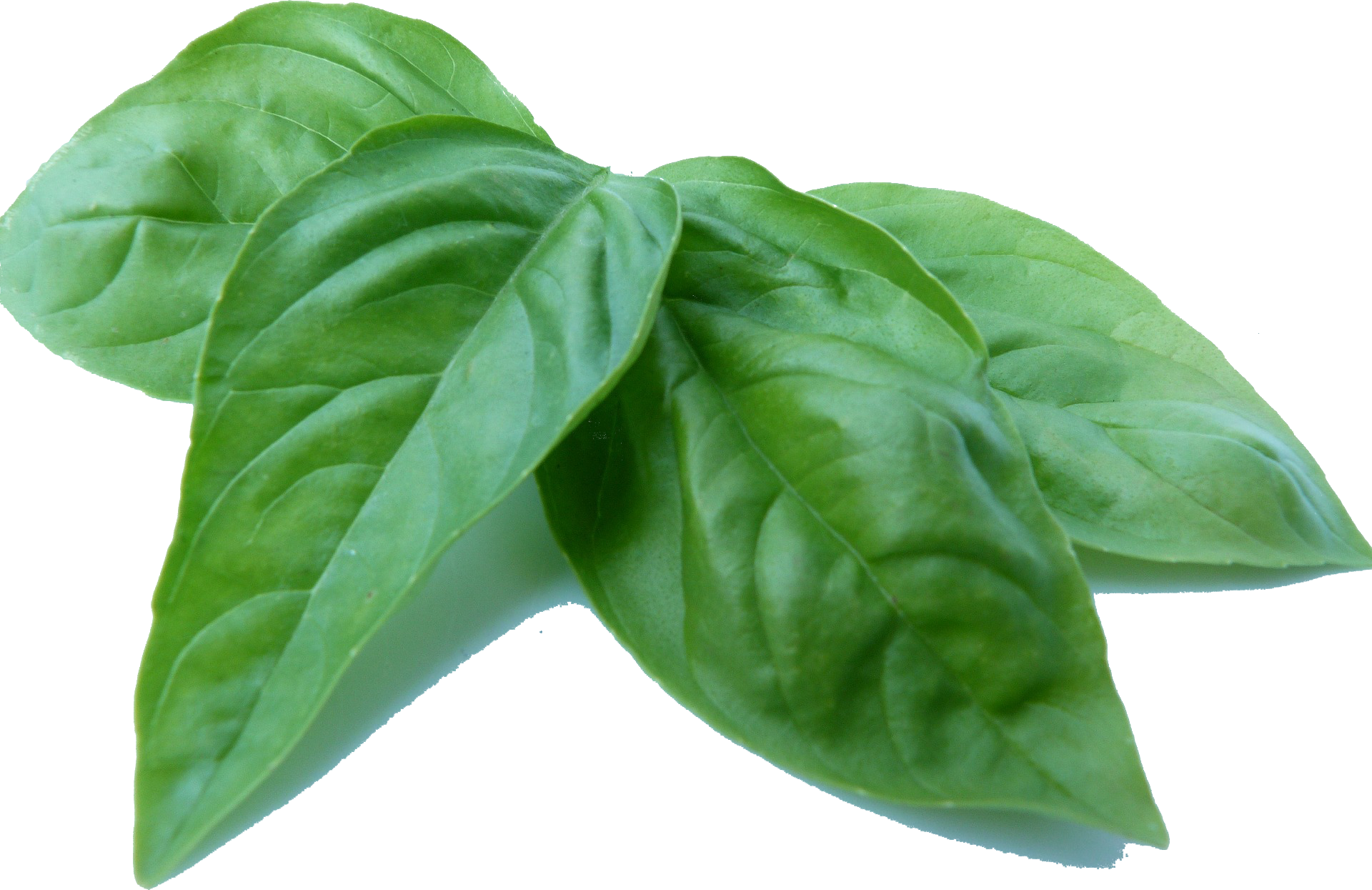 Basilalec2017 07 13t21 - Hydroponic Basil Manganese Deficiency (1920x1245), Png Download