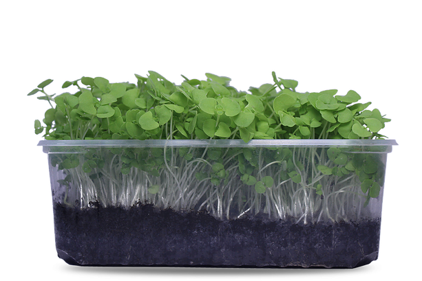 Basil - Flowerpot (810x540), Png Download