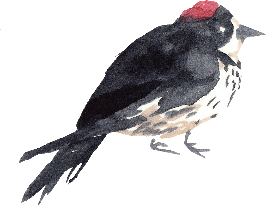 Black Flowers And Birds Transparent Decorative - Watercolor Painting (1024x807), Png Download