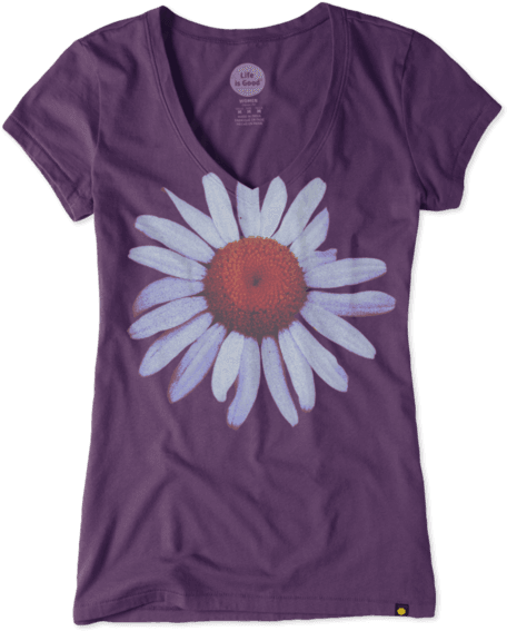 Images - African Daisy (570x570), Png Download