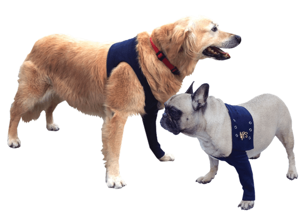 Body Pour Chien Apres Operation (600x600), Png Download