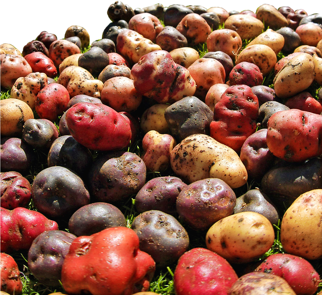 Las Tiendas De Descuento, Que Representan Más Del 46% - Gourd (1100x1654), Png Download