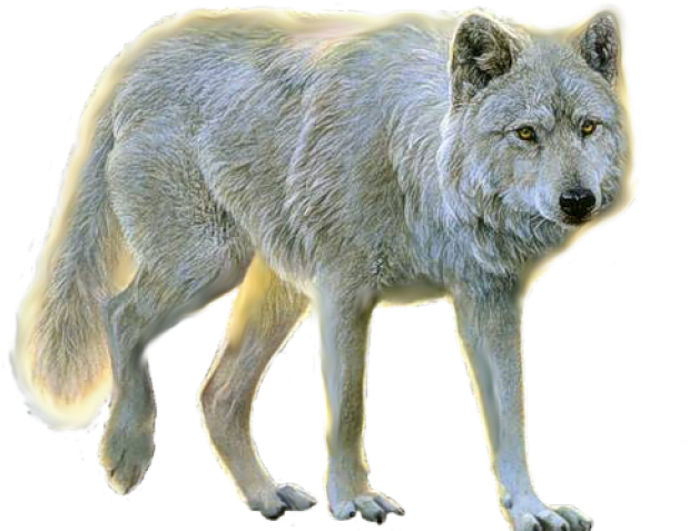 Animals Png For Photoshop (640x480), Png Download