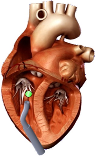 File - Heart - 3d Heart Model (600x557), Png Download