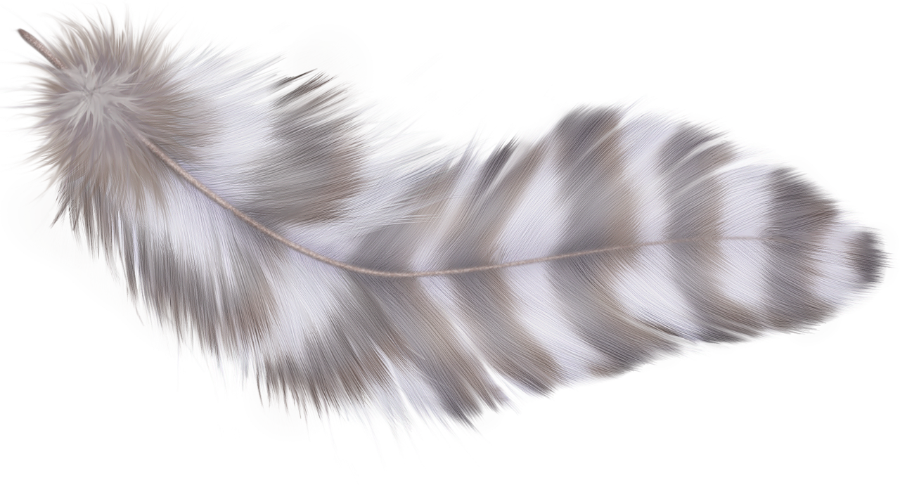 Фотки Parrot, Feathers, Clip Art, Photoshop, Parrot - Feather (1280x690), Png Download