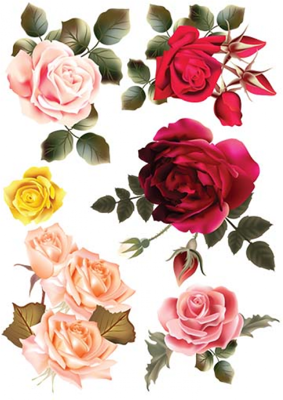 Garden Roses (800x800), Png Download