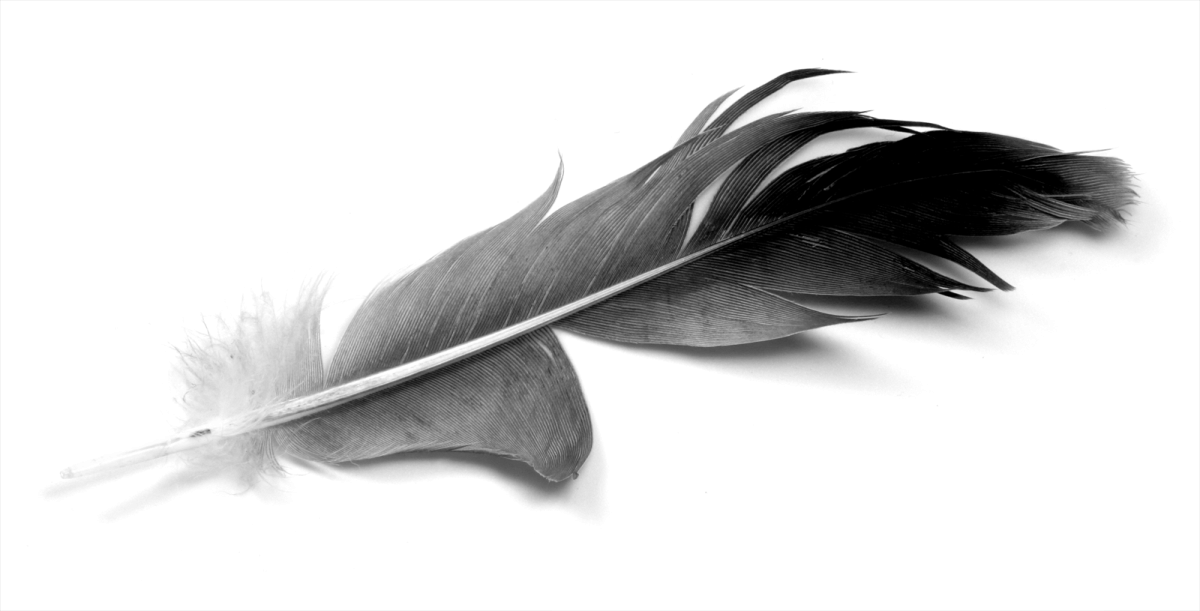 Black Feathers - Hd 3320×1692 - Real Black And White Feather (1200x611), Png Download