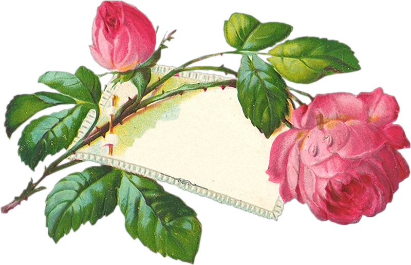 Vintage Roses En Png - Pfingsten Png (800x516), Png Download