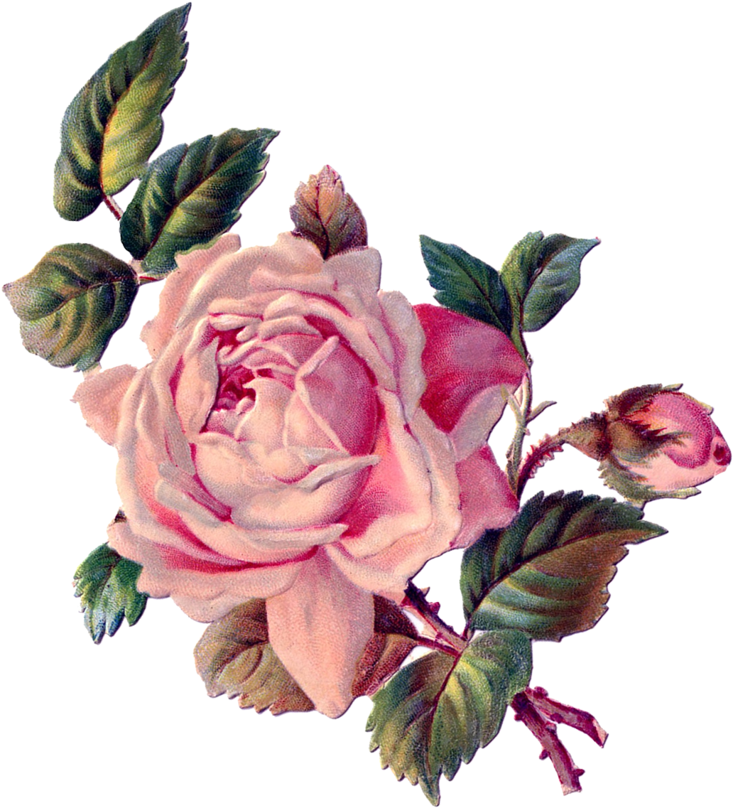 Vintage Roses, Vintage Floral, Rose Art, Vintage Images, - Rose Decoupage (1181x1251), Png Download
