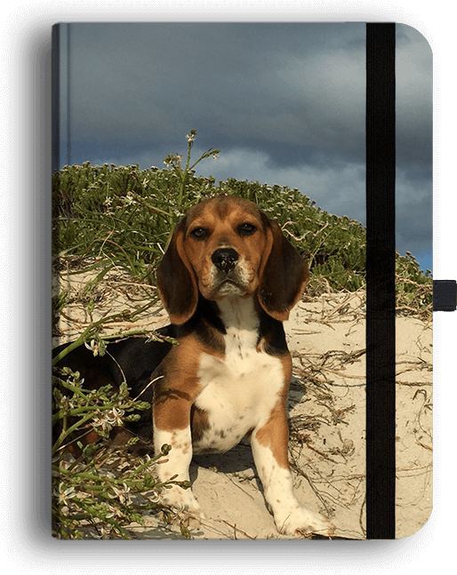Picture Of Beagle Luxury Journal - Beagle-harrier (849x849), Png Download