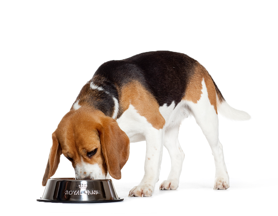 The Beagle Has A Straight And Square Cut, Medium Length - Flyers Comida Para Perros (900x700), Png Download