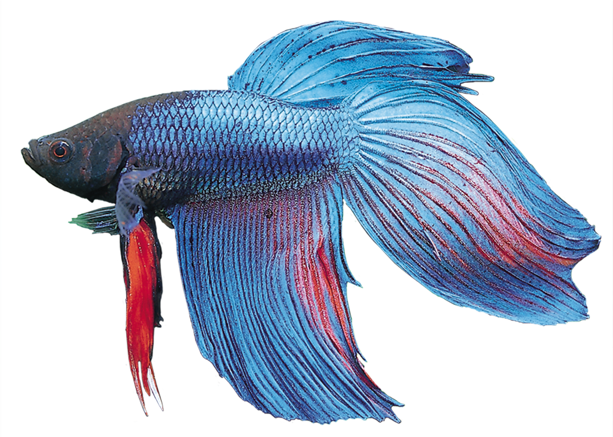 Betta Splendens - Bony-fish (1500x900), Png Download