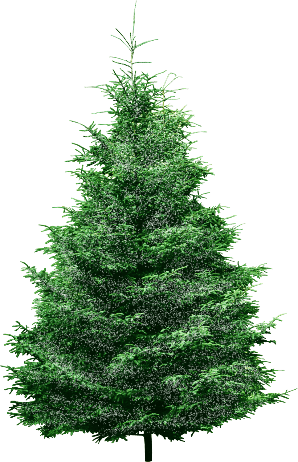 Christmas Holly 'in The Hoop' Machine Embroidery Designs - Fur Tree Png (967x1500), Png Download