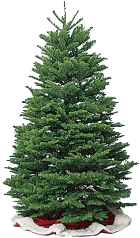 Offering Two Varieties To Choose From, All Oregon Farmed - Black Christmas Tree (620x500), Png Download
