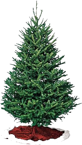 Offering Two Varieties To Choose From, All Oregon Farmed - Fraser Pine Christmas Tree (620x500), Png Download