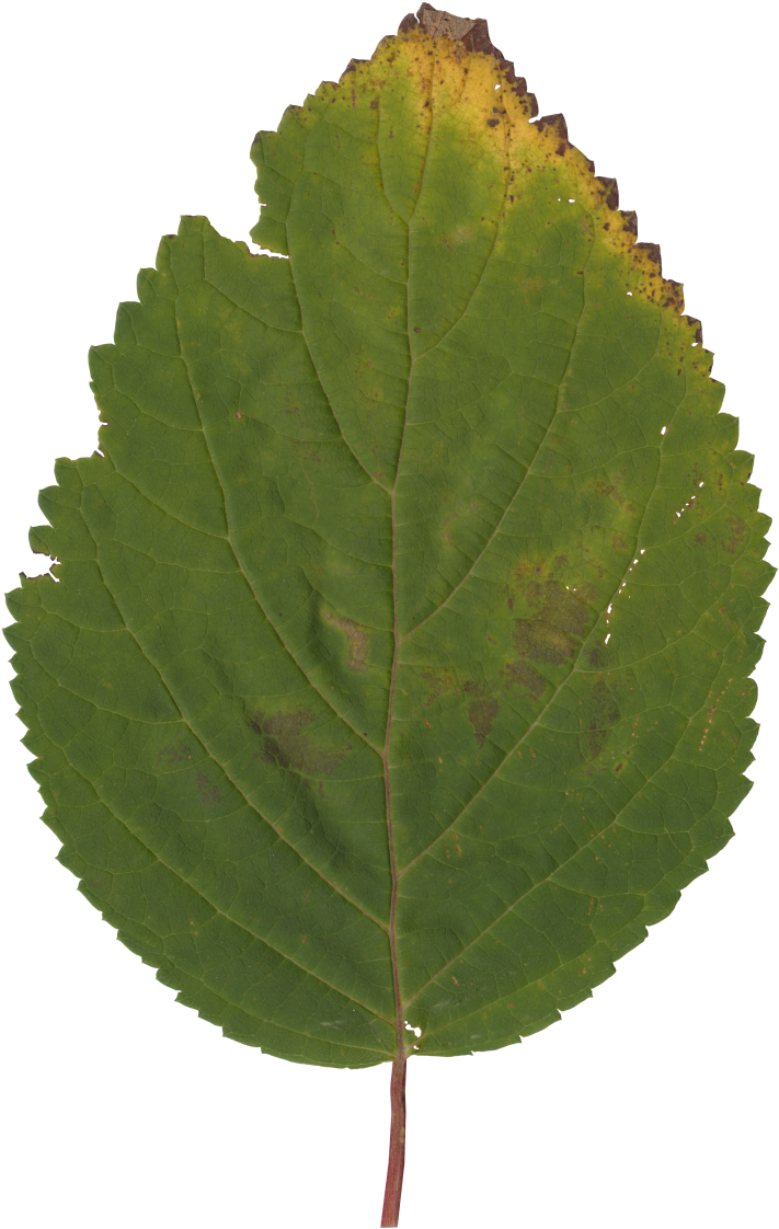 Nature Leaves - Canoe Birch (776x1140), Png Download