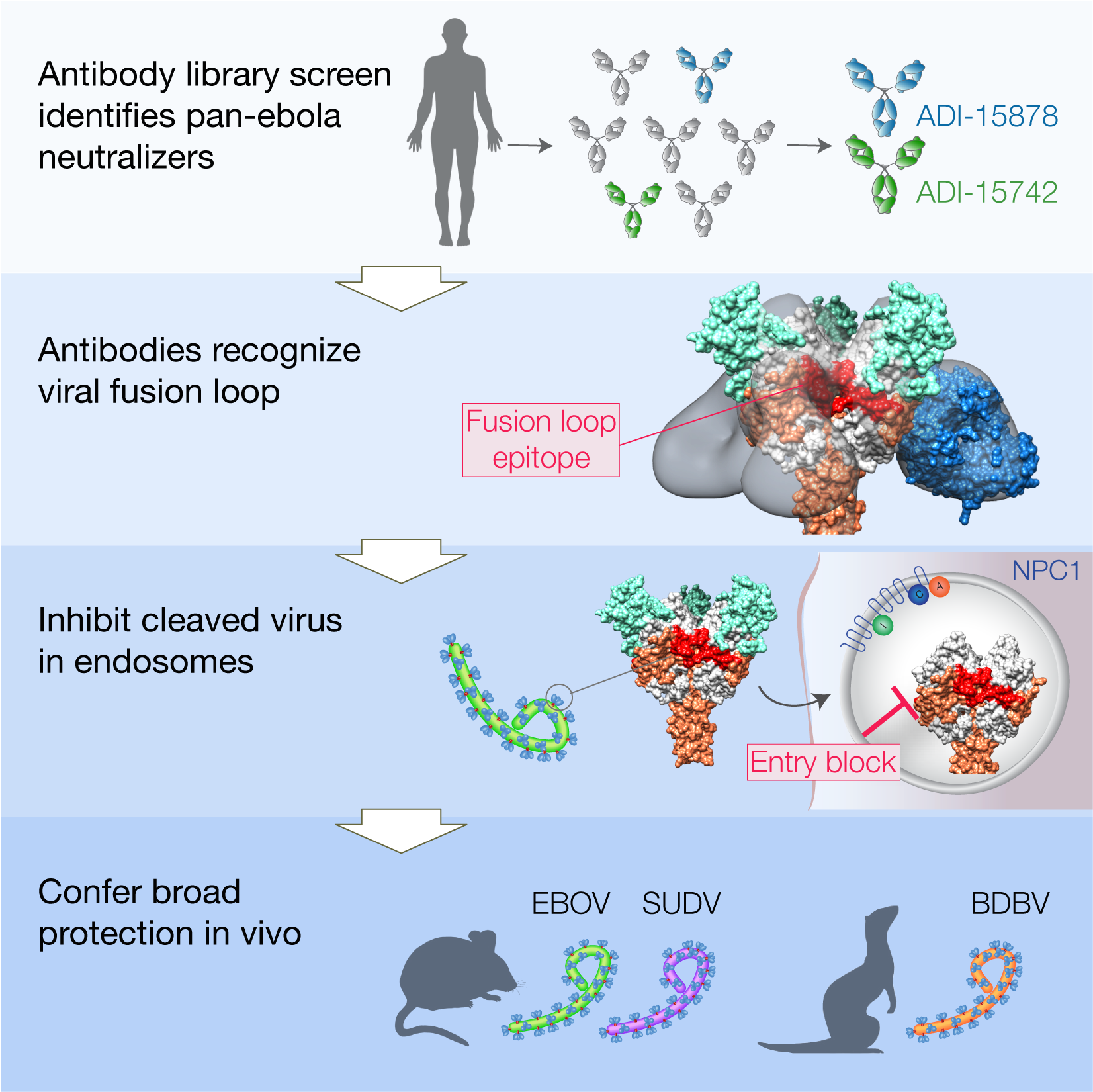 Antibodies From A Human Survivor Define Sites Of Vulnerability (1658x1649), Png Download