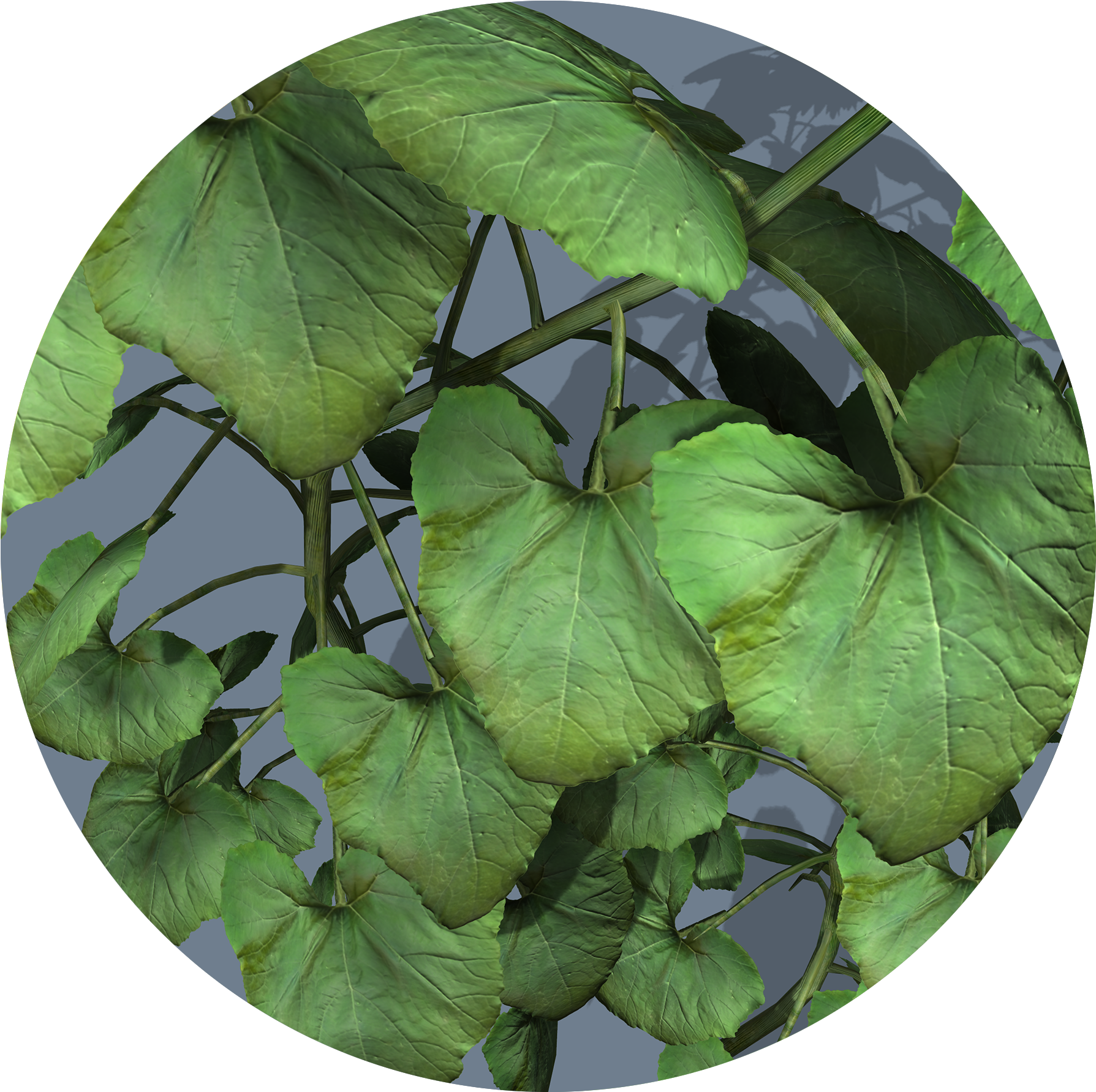 Textures - Aquatic Plant (1967x1846), Png Download